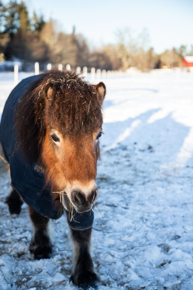 shetlandsponnyn susanne